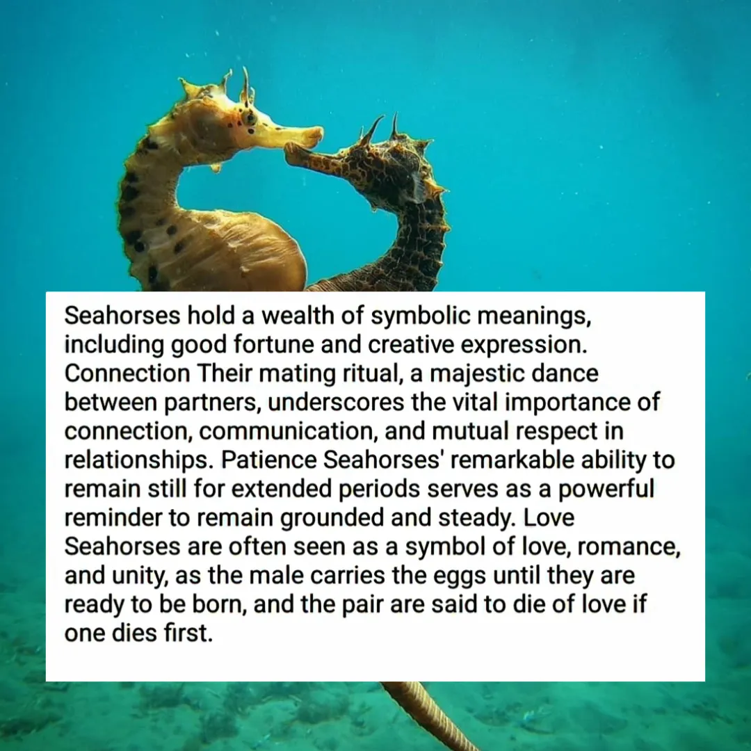 Seahorse - Earrings